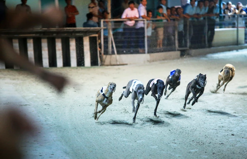 What is greyhound racing betting?