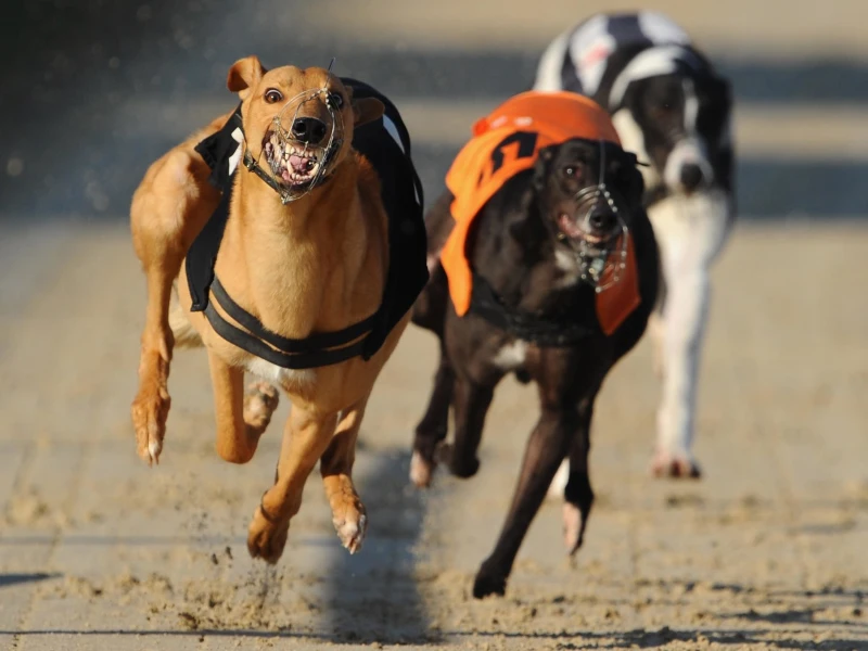 Detailed rules of dog racing betting