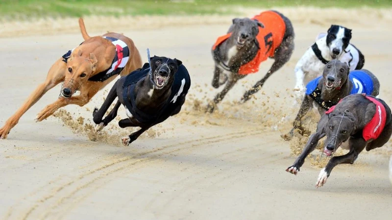 Forms of Dog Racing Betting